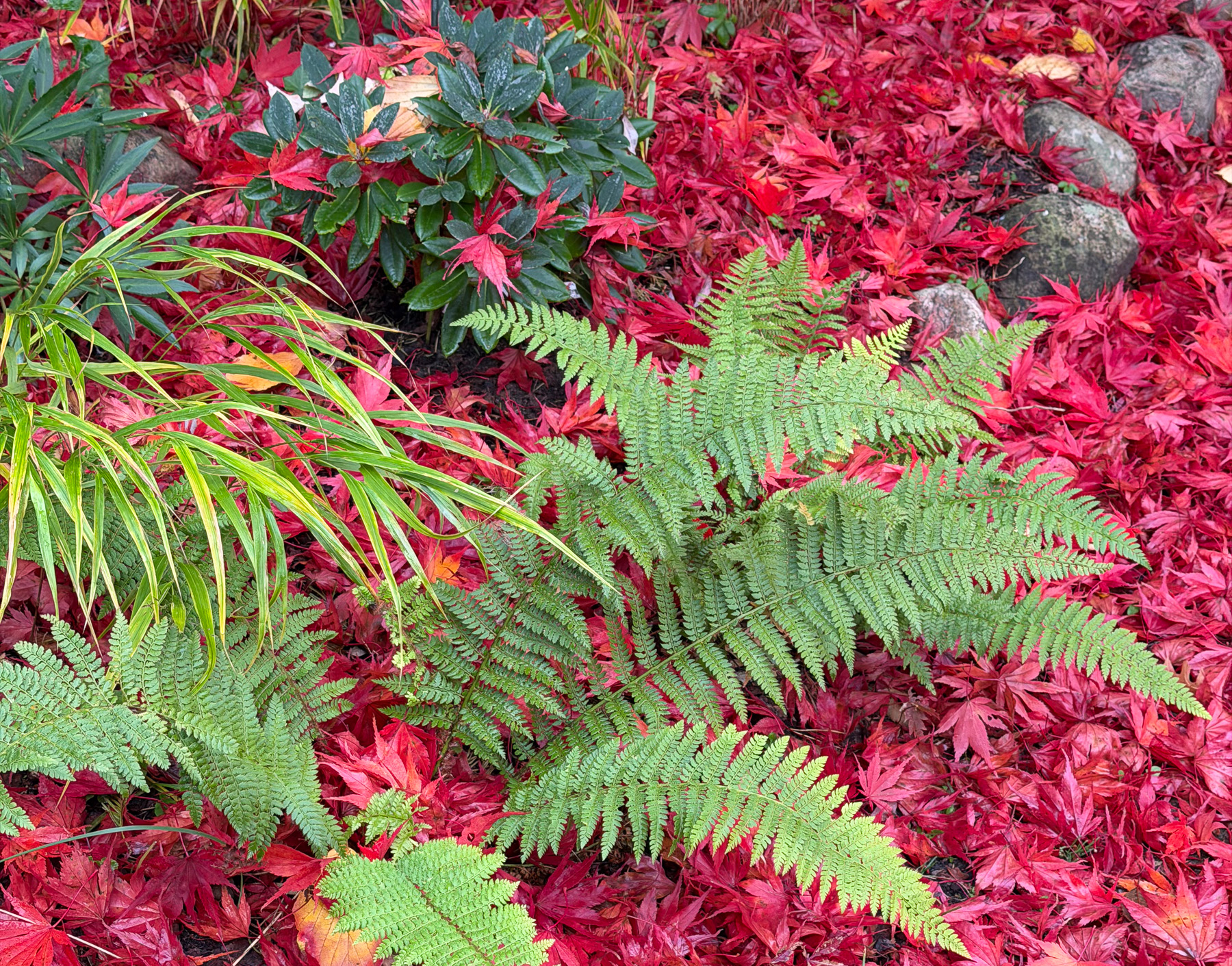 ormbunkar och höstlöv