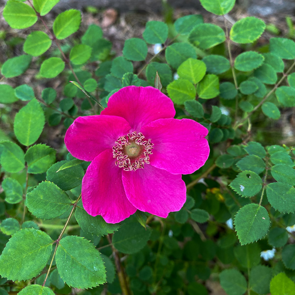 Mandarinros Rosa moyesii