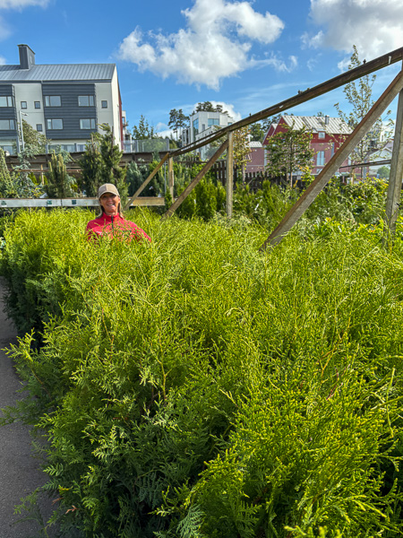 Thuja Brabant