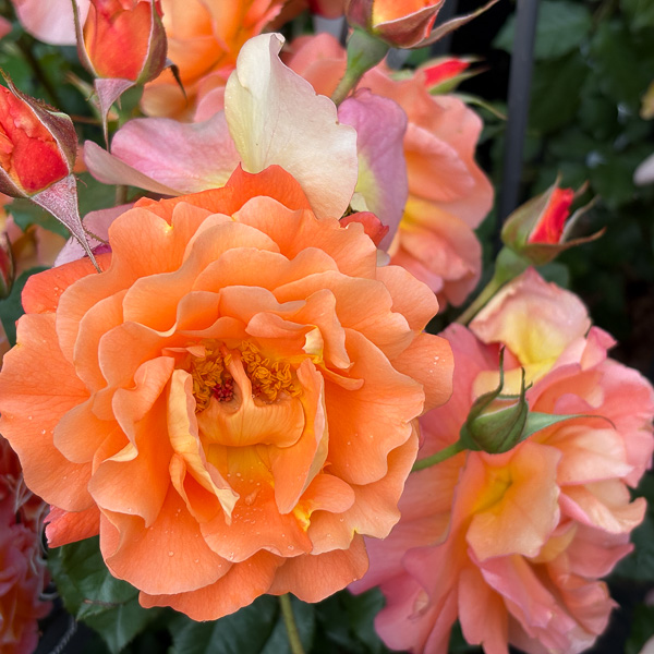 blommande aprikos ros