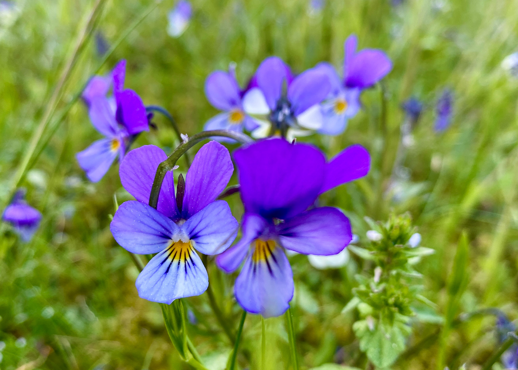 viola tricolor