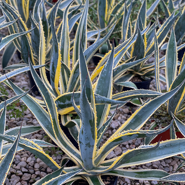 Agave