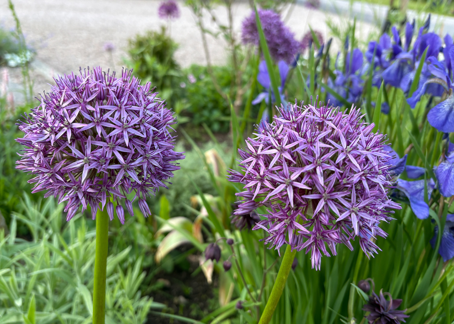 Allium