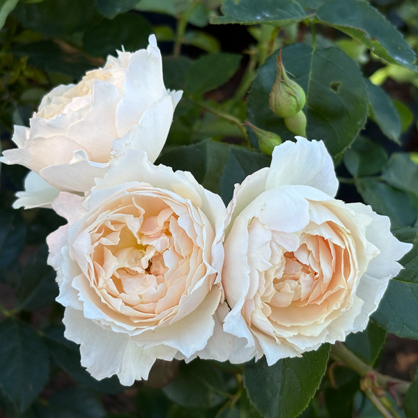 Desdemona