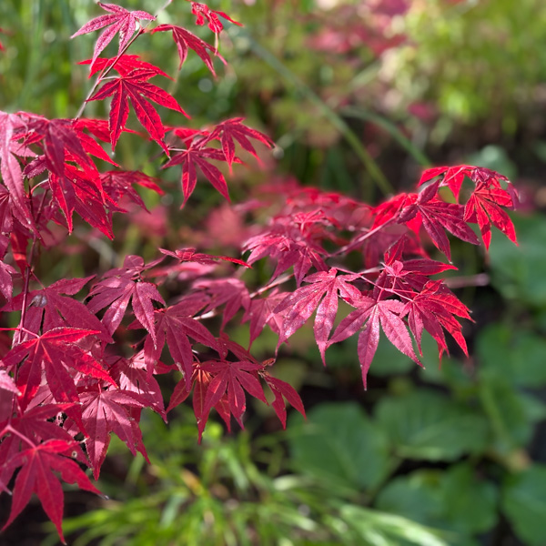Japansk lönn Atropurpureum