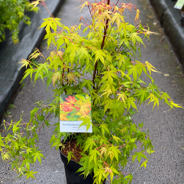 Japansk lönn Katsura