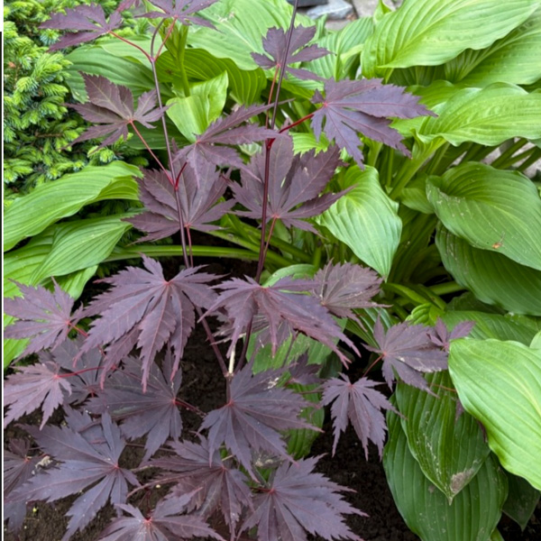 Shirasawalönn Yasemin