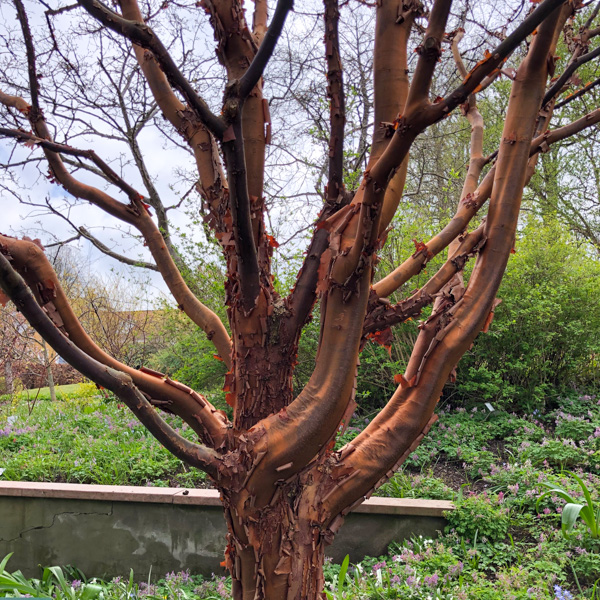 Kopparlönn Acer griseum