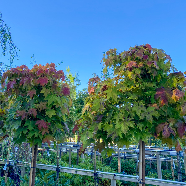 Klotlönn Acer Globosum