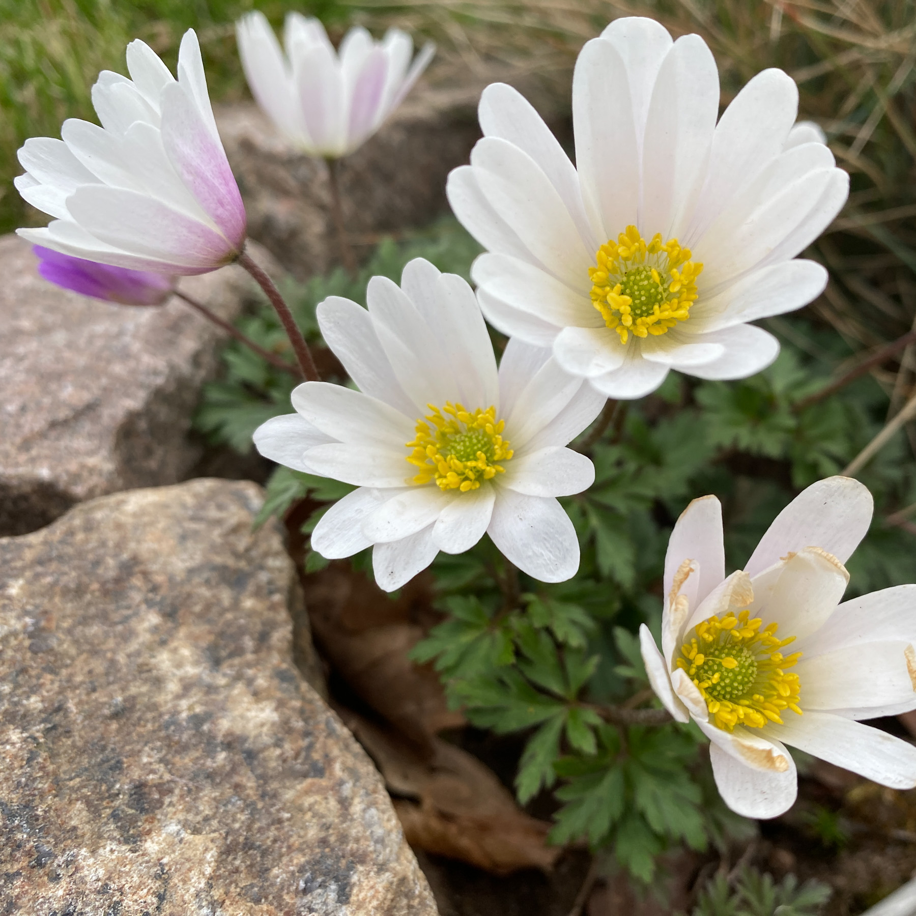 Balkansippa White Splendour