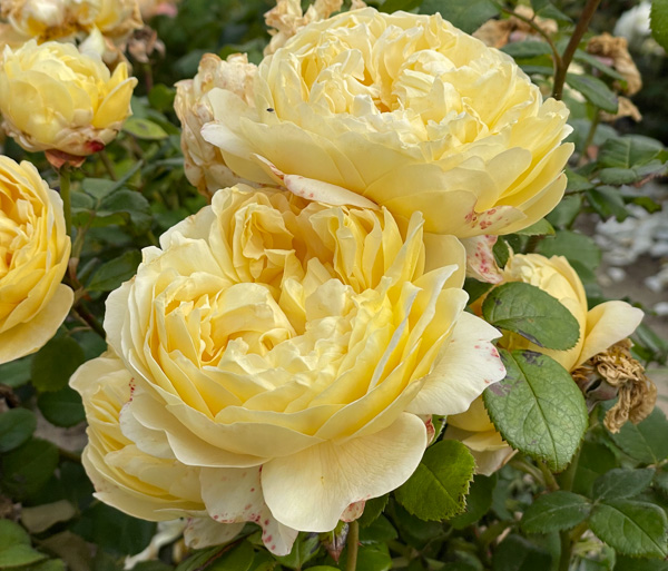 Charles Darwin, Austinros