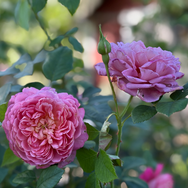 Emma Bridgewater, Austinros