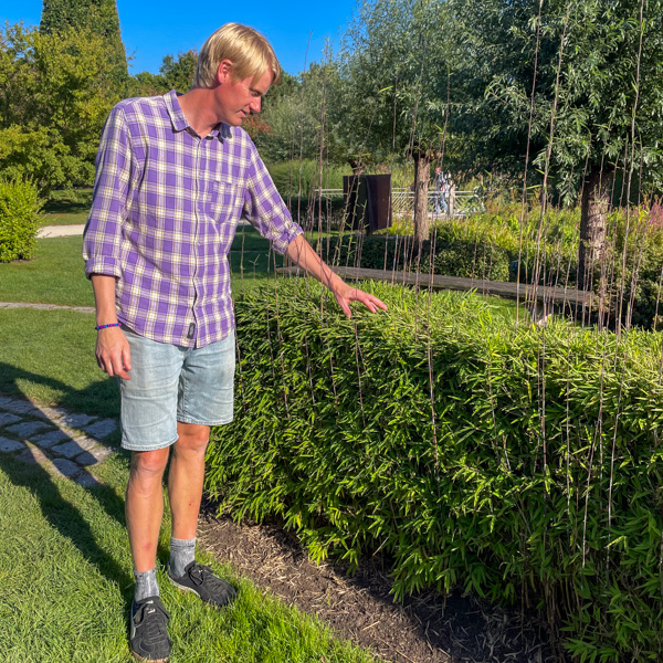 Bambu Black Pearl som häck