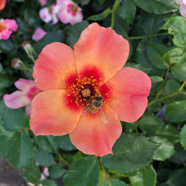 Ros For Your Eyes Only