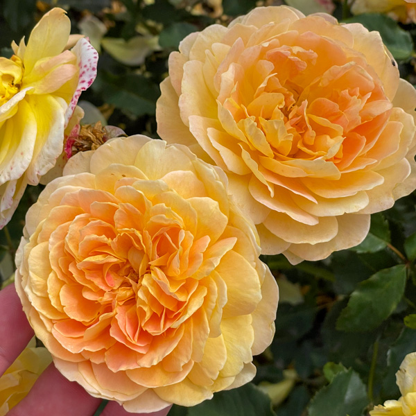 Golden Celebration, Austinros