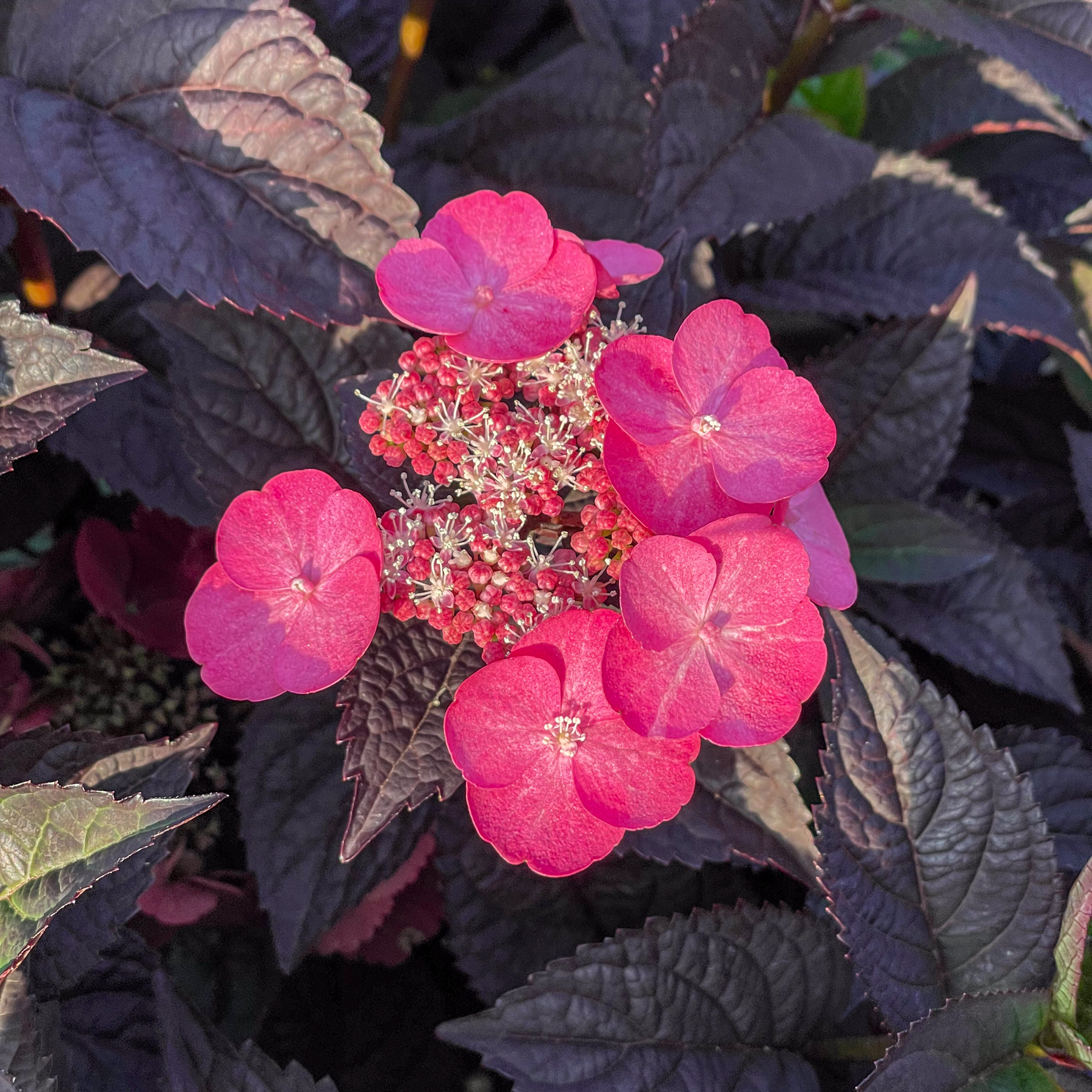 Purpurhortensia Daredevil