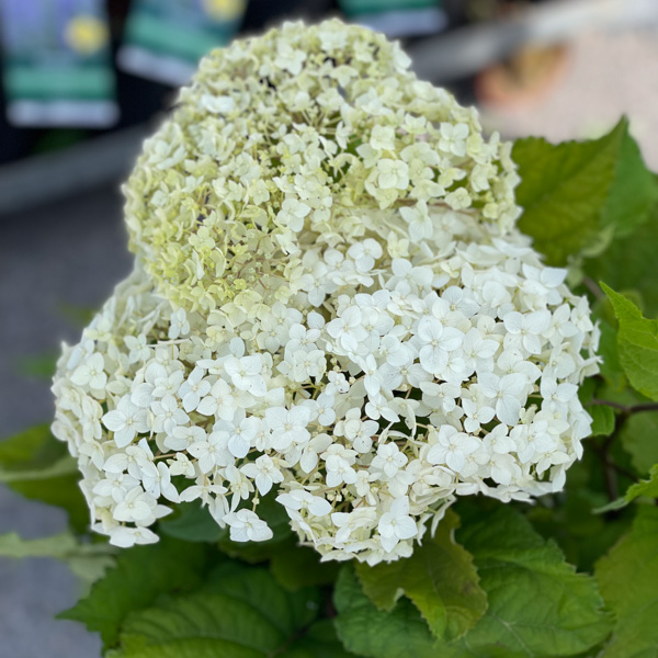 Vidjehortensia FlowerWow