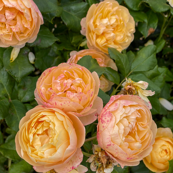 Roald Dahl, Austinros