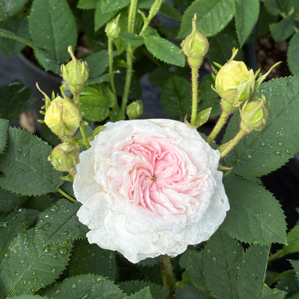 Ros Felicité Parmentier