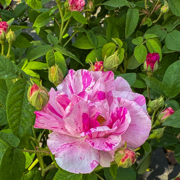 Rosa Mundi, polkagrisros