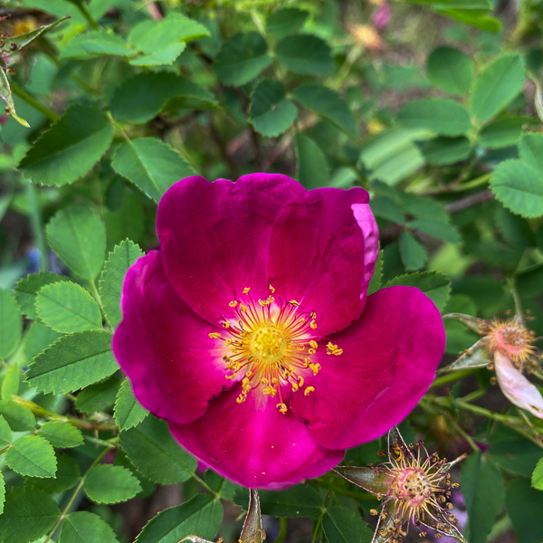Rosa Single Cherry
