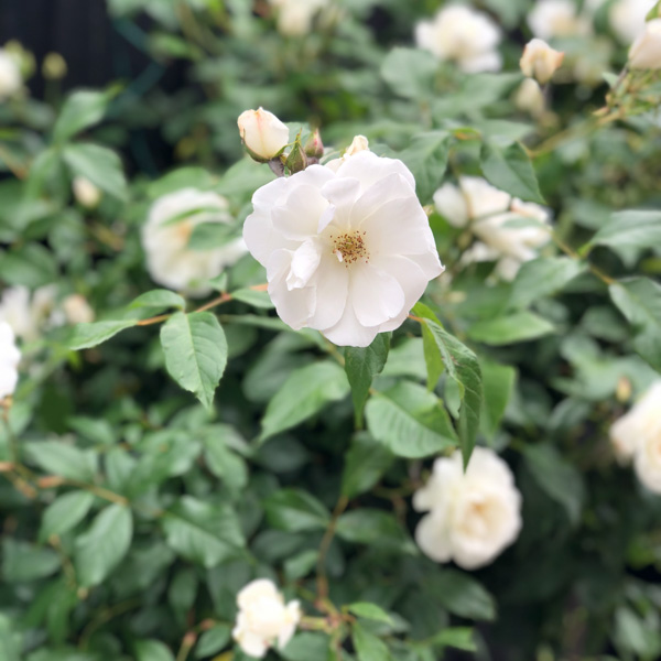 Ros Schneewittchen Iceberg