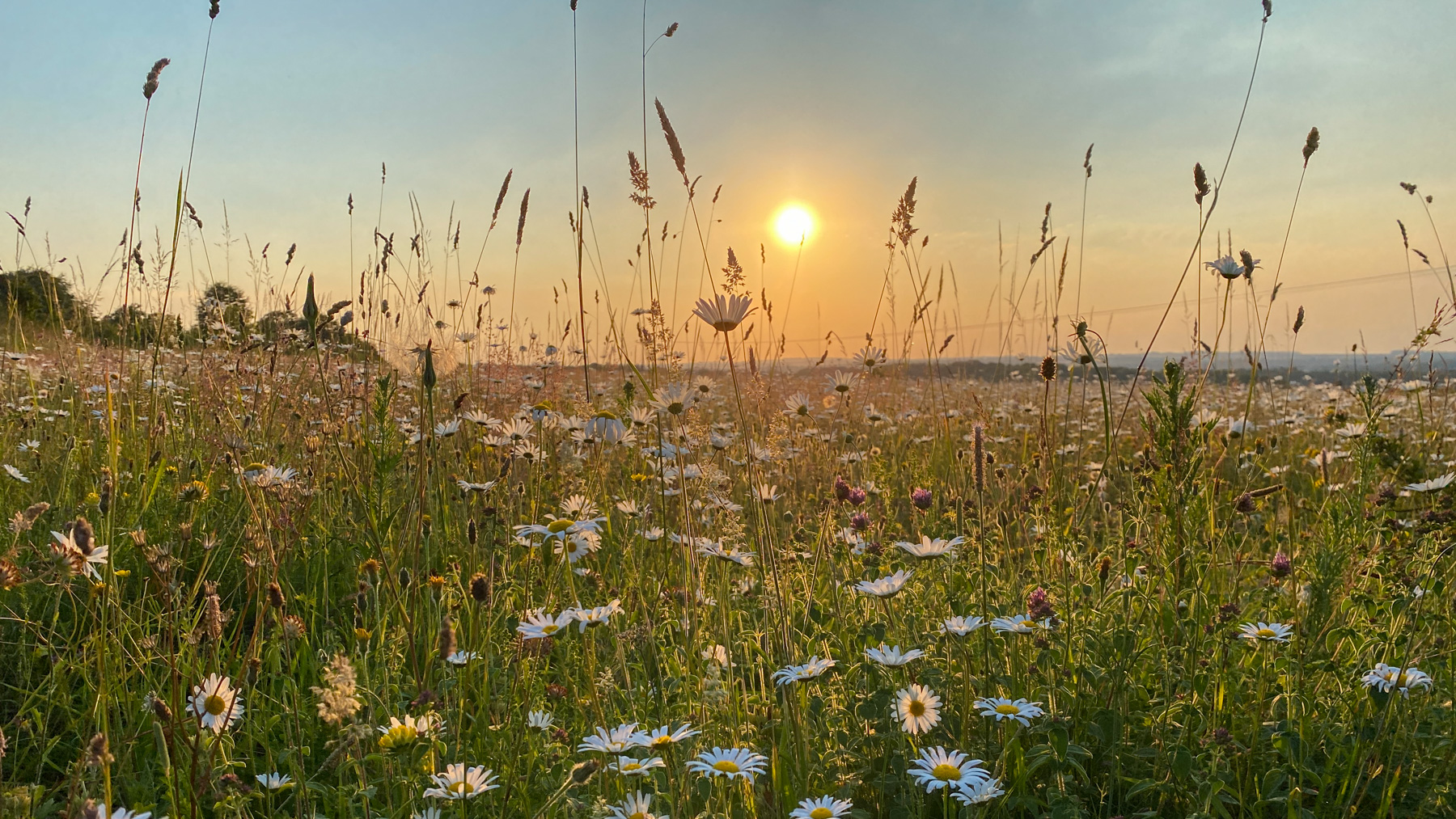 äng i skymningsljus