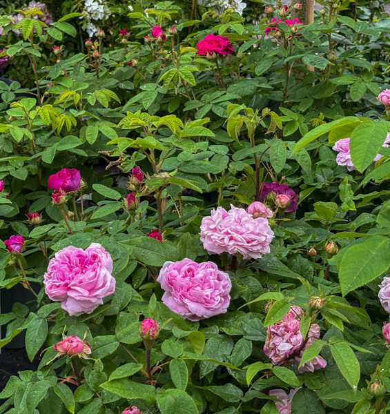 Gammaldags buskrosor