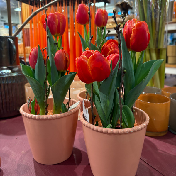 tulpaner och stearinljus