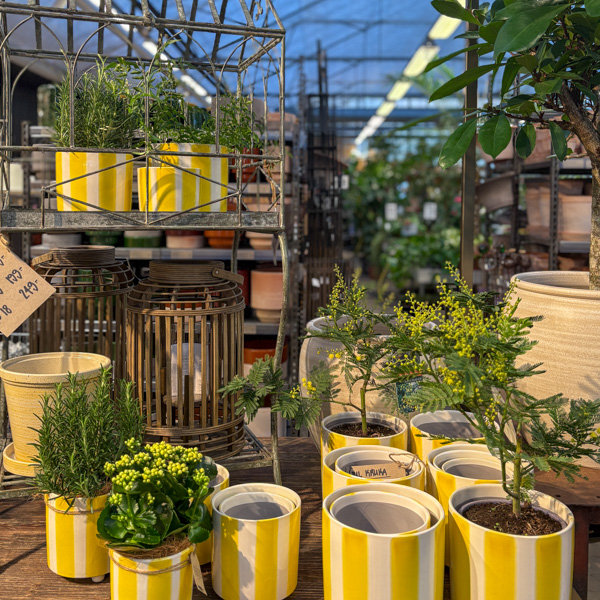 randiga krukor i gult