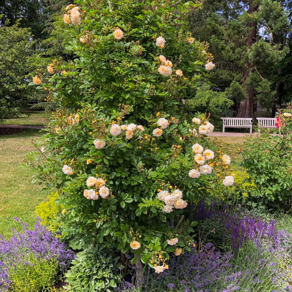 Ros Ghislaine de Feligonde