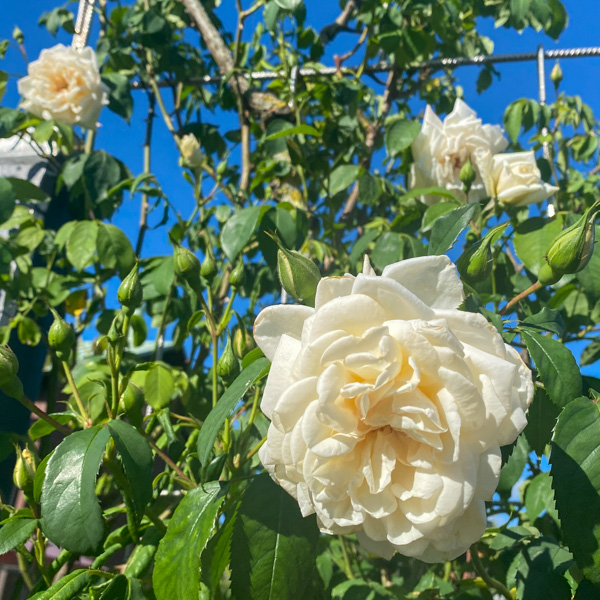 Ros Ilse Krohn Superior