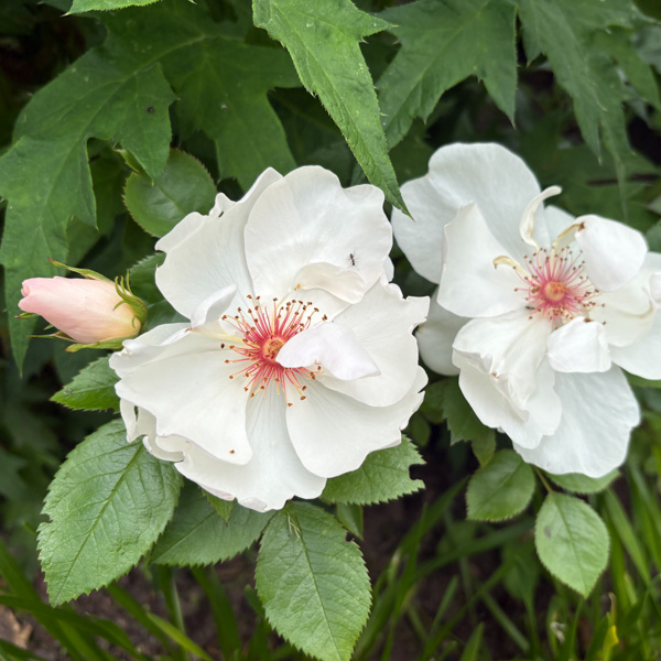 Ros Jacqueline Du Pré