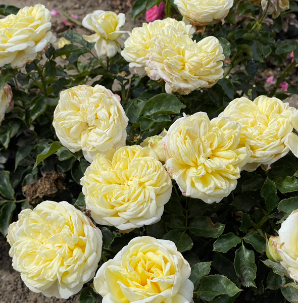 Ros Kronprinsesse Mary