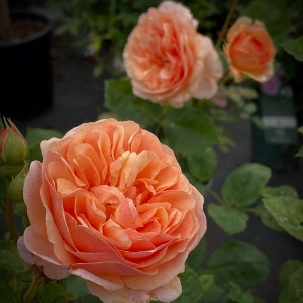 Port Sunlight, Austinros