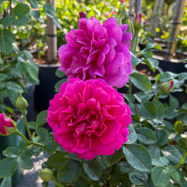 Princess Anne, Austinros