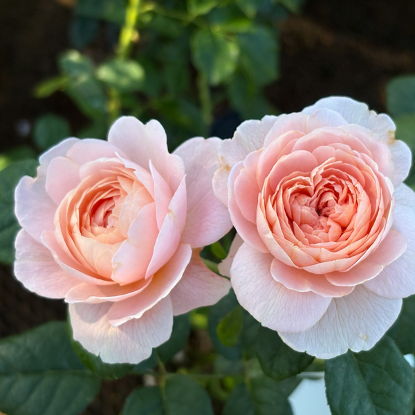 Queen of Sweden, Austinros