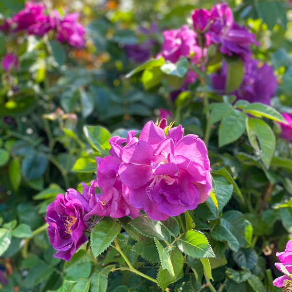 Ros Rhapsody in Blue