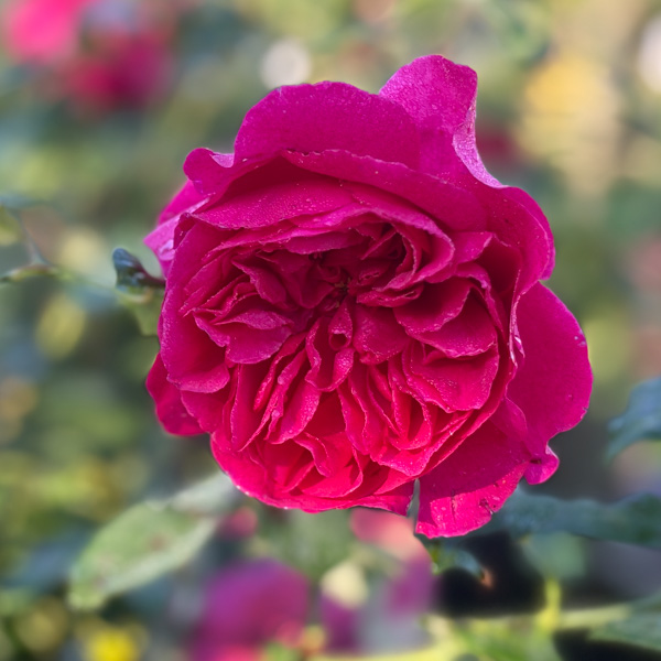 Thomas à Becket, Austinros