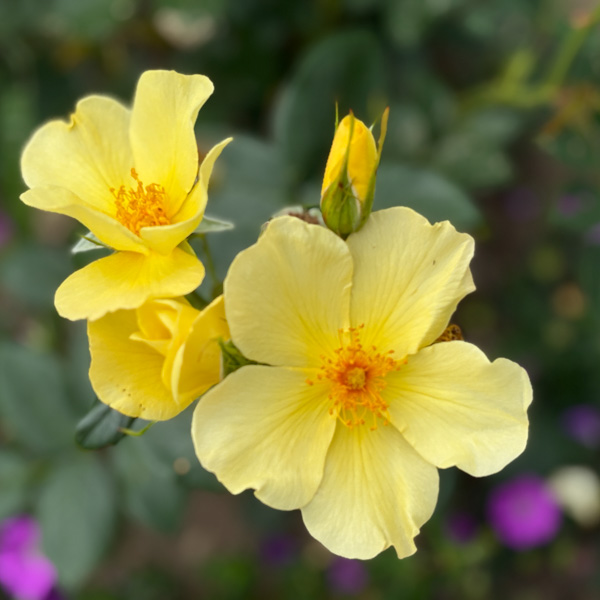 Tottering-by-Gently, Austinros