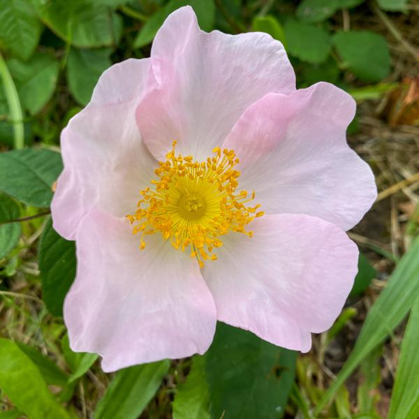 Rosa richardii 'Sancta', mumieros