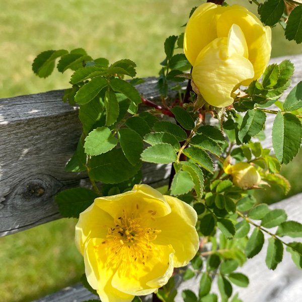 Rosa hugonis, Kinesisk gulros