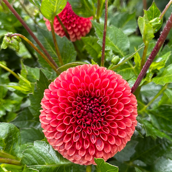 Dahlia Copper Boy