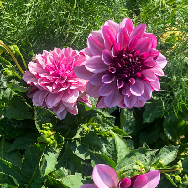 Dahlia Creme de Cassis