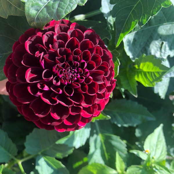 Dahlia Dark Spirit
