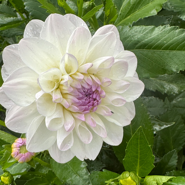 Dahlia Eveline