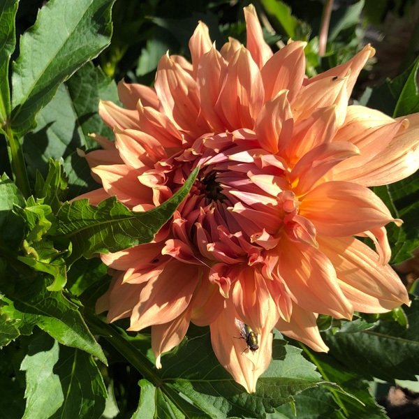 Dahlia Fairway Spur