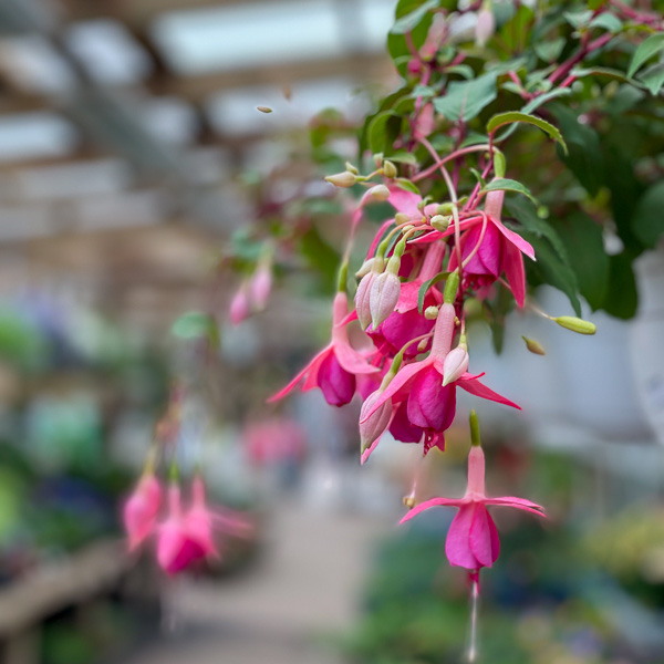Fuchsia närbild