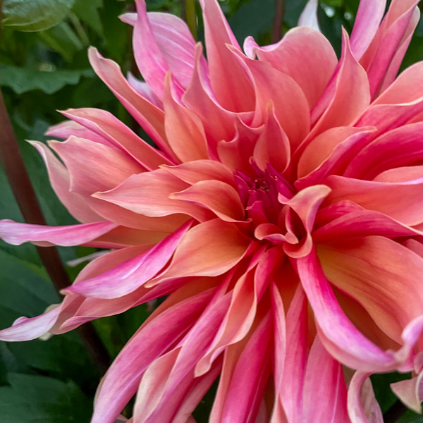 Dahlia Penhill Watermelon