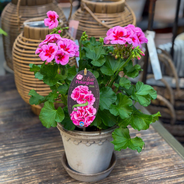 Årets pelargon 2026